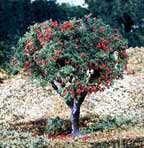 Woodland Scenics T47 Fruit Apples & Oranges Woot47 for sale online 